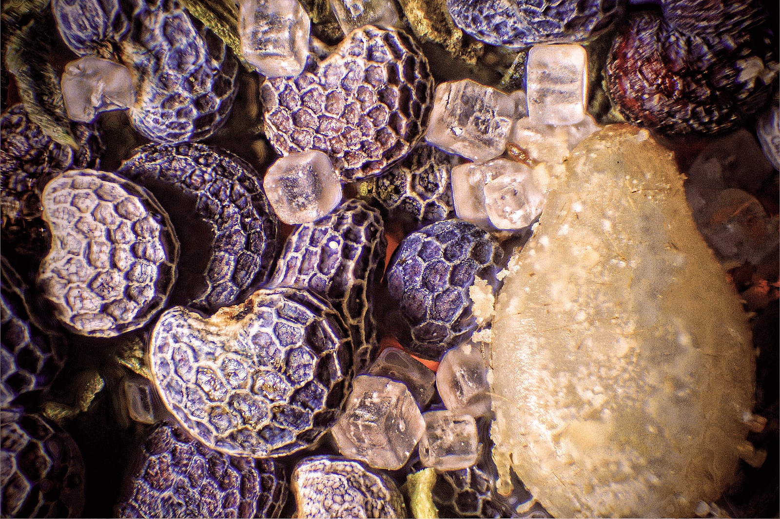 Poppy Seeds with Salt and Sesame Seed 15